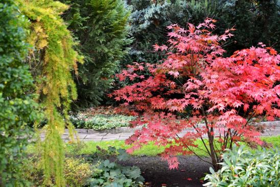 Kredit Gartengestaltung: Geeignete Baumarten Ein roter Spitzahorn im Garten