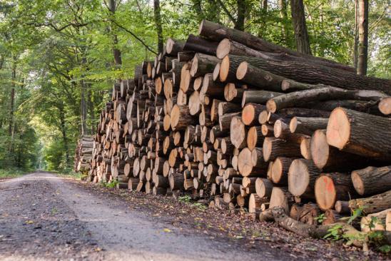 Heizen mit Holz: gestapelte Holzstämme in einem Wald