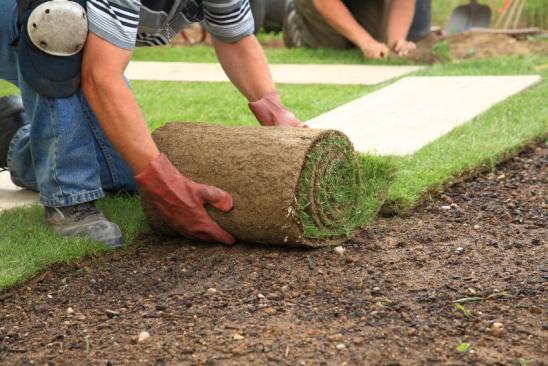 Rollrasen wird im Garten verlegt