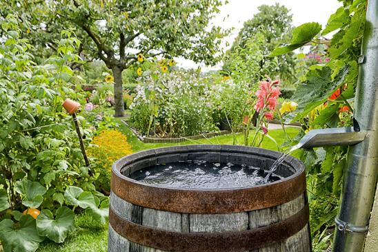 Wasser fließt von Dachrinne in hölzerne Regentonne. Im Hintergrund ist der grüne Garten zu sehen.