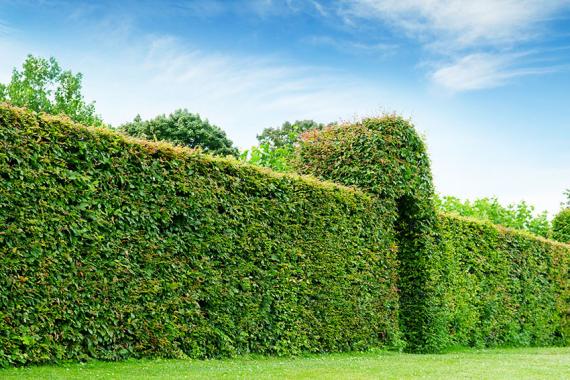 Garten-Ideen: Hecke Sichtschutz