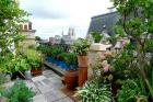 Dachterrasse mit vielen verschiedenen Pflanzen