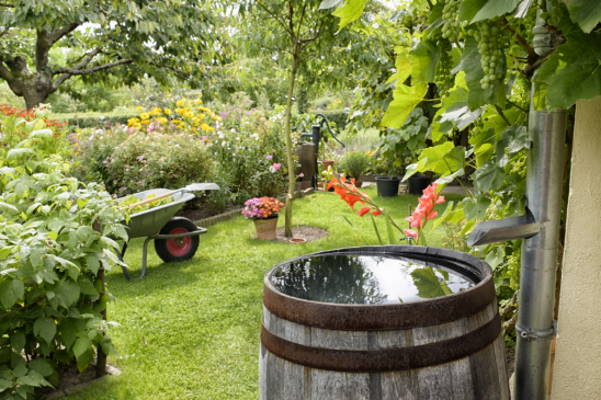 Gefüllte Regentonne im Garten